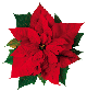Poinsettia Day
