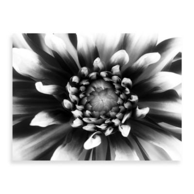 Daylight Black-and-White Floral Wall Art - Bed Bath & Beyond