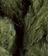 Weeds