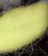 Sunny Lime