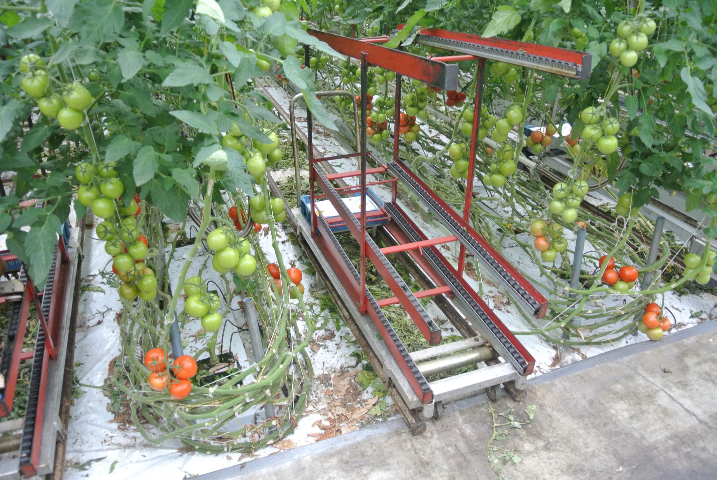 Tomato grower slices energy costs