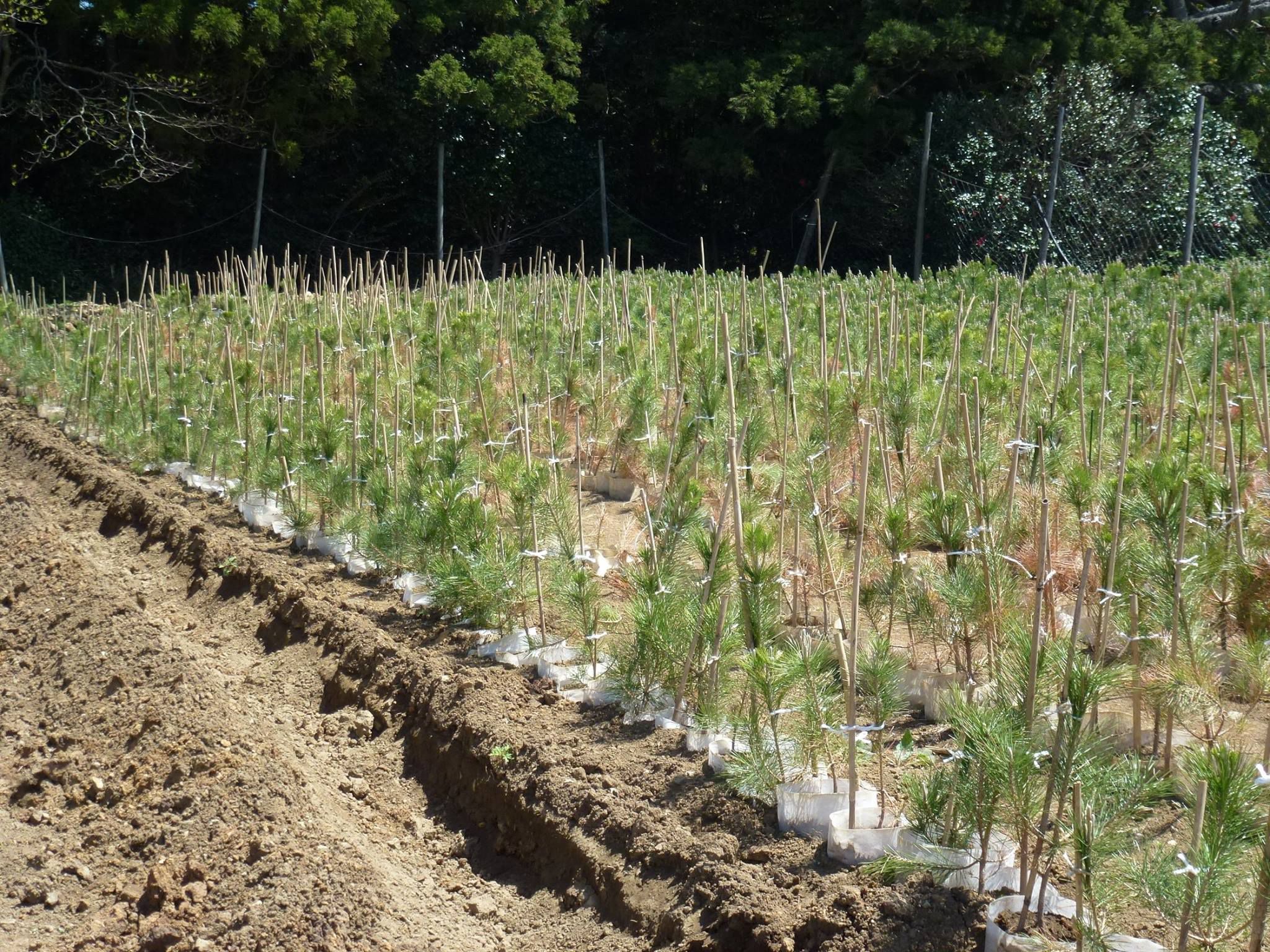 Pine tree saplings in the reclamation of Rikuzentakata, Japan