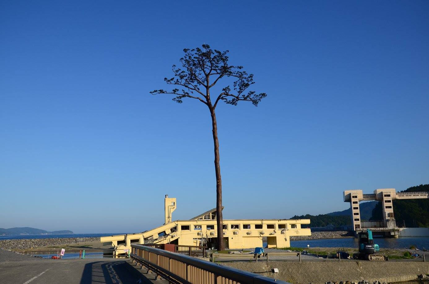 Miracle Pine of Rikuzentakata