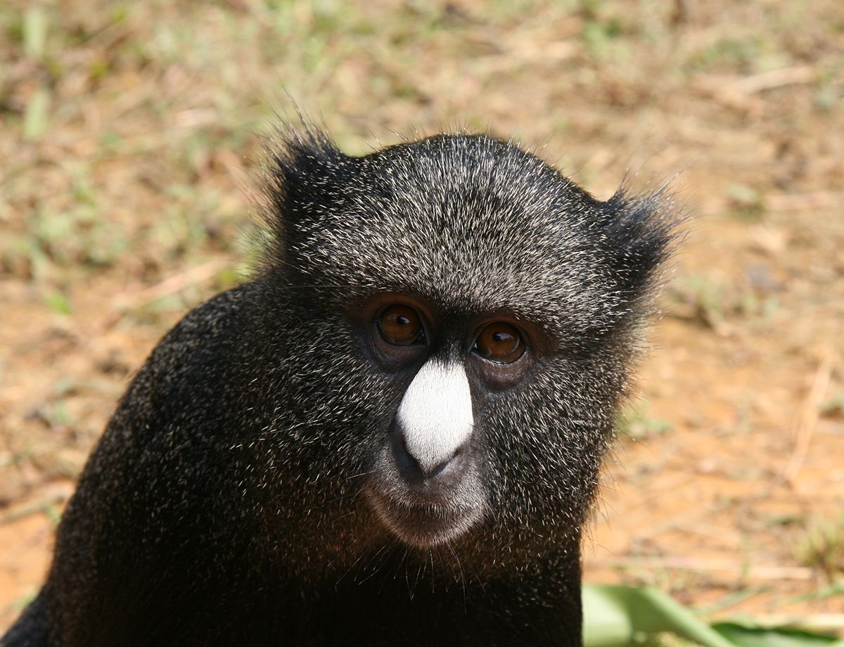 Lékédi Park was created by mining company COMILOG in an effort to promote tourism and create a protected area for animals.