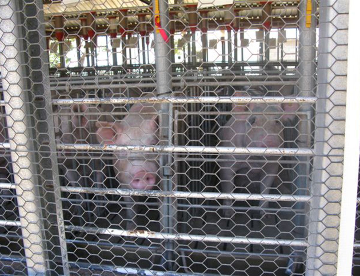 One of Granjas's facilities is a pig farm in Tenextepec, Puebla.