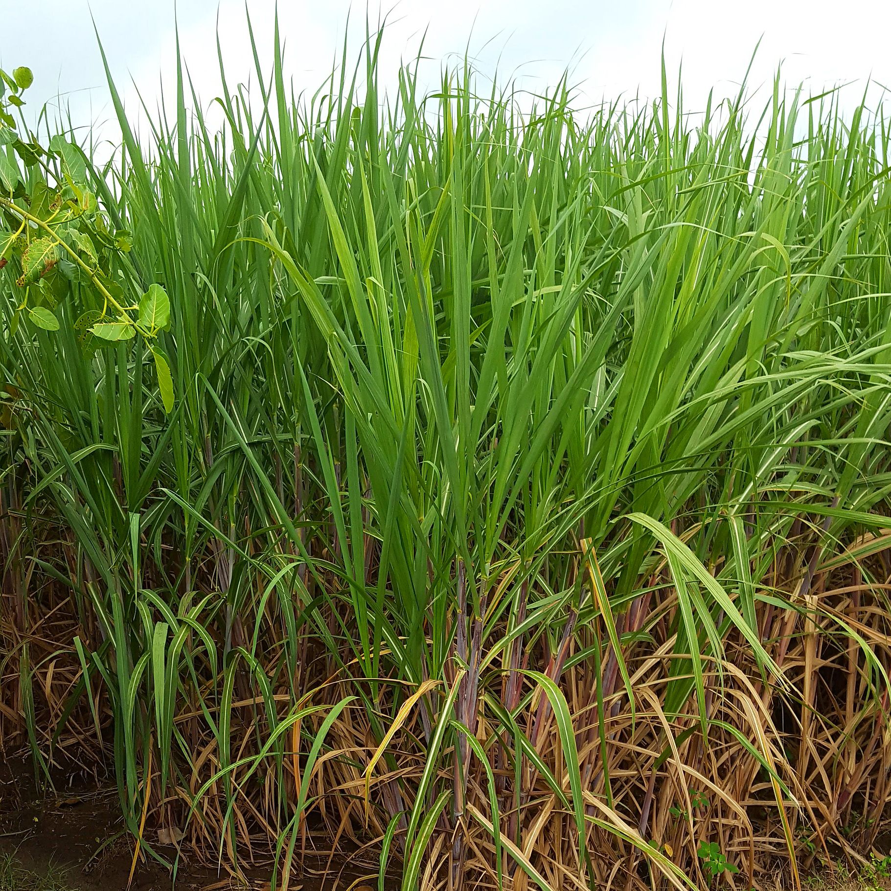 Improved soil structure and characteristics enable farmers to group new and different crops