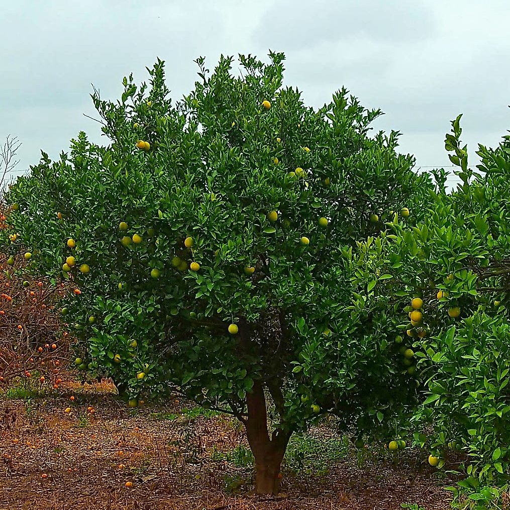 Increased water retention of silted soil helps crops resist drought - which is great for fruit trees.