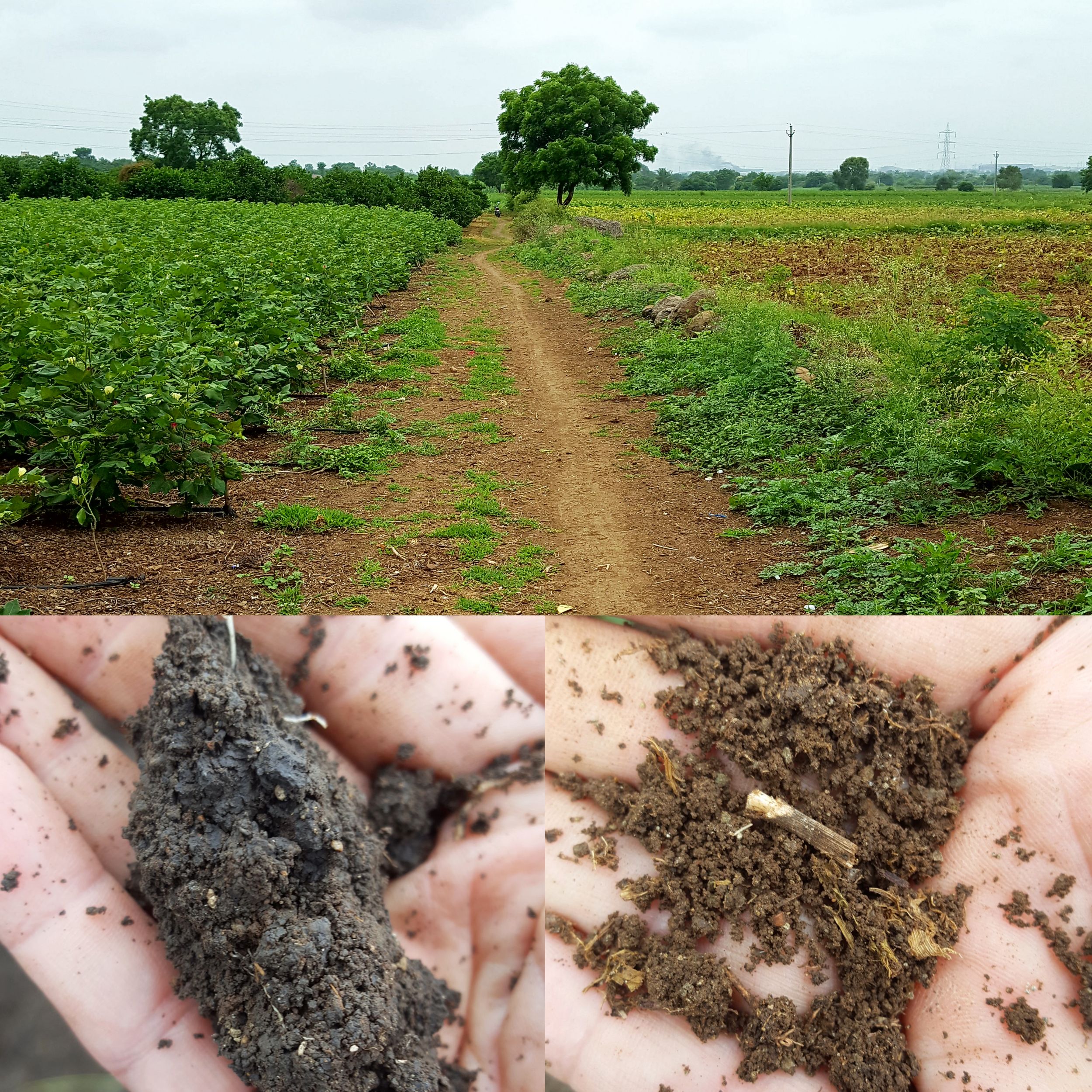 The difference in water retention for fields and crops with (left) and without (right) the benefits of silted soil is immediately apparent. And this was even without 8 weeks of rain.