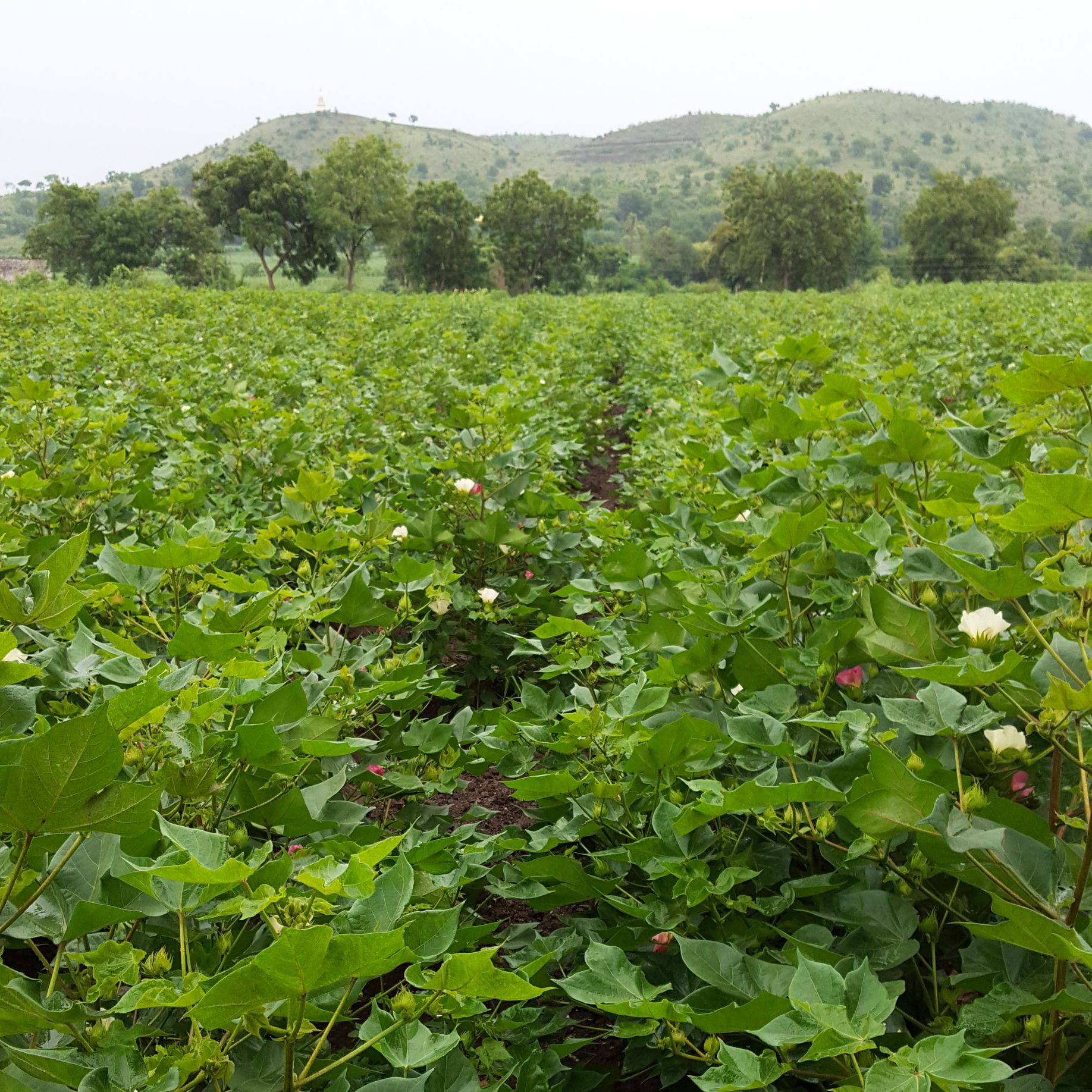 Cotton is one of the predominant crops in the region that thrives in silted soil.