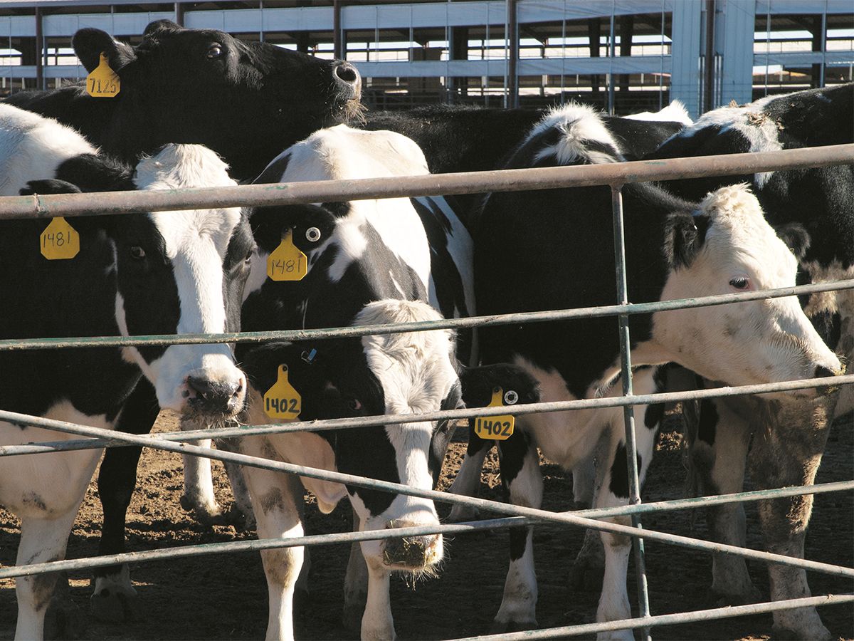 Bettencourt Dairies management team began investigating solutions that would reduce both the odor and methane emissions from Rock Creek’s cows.