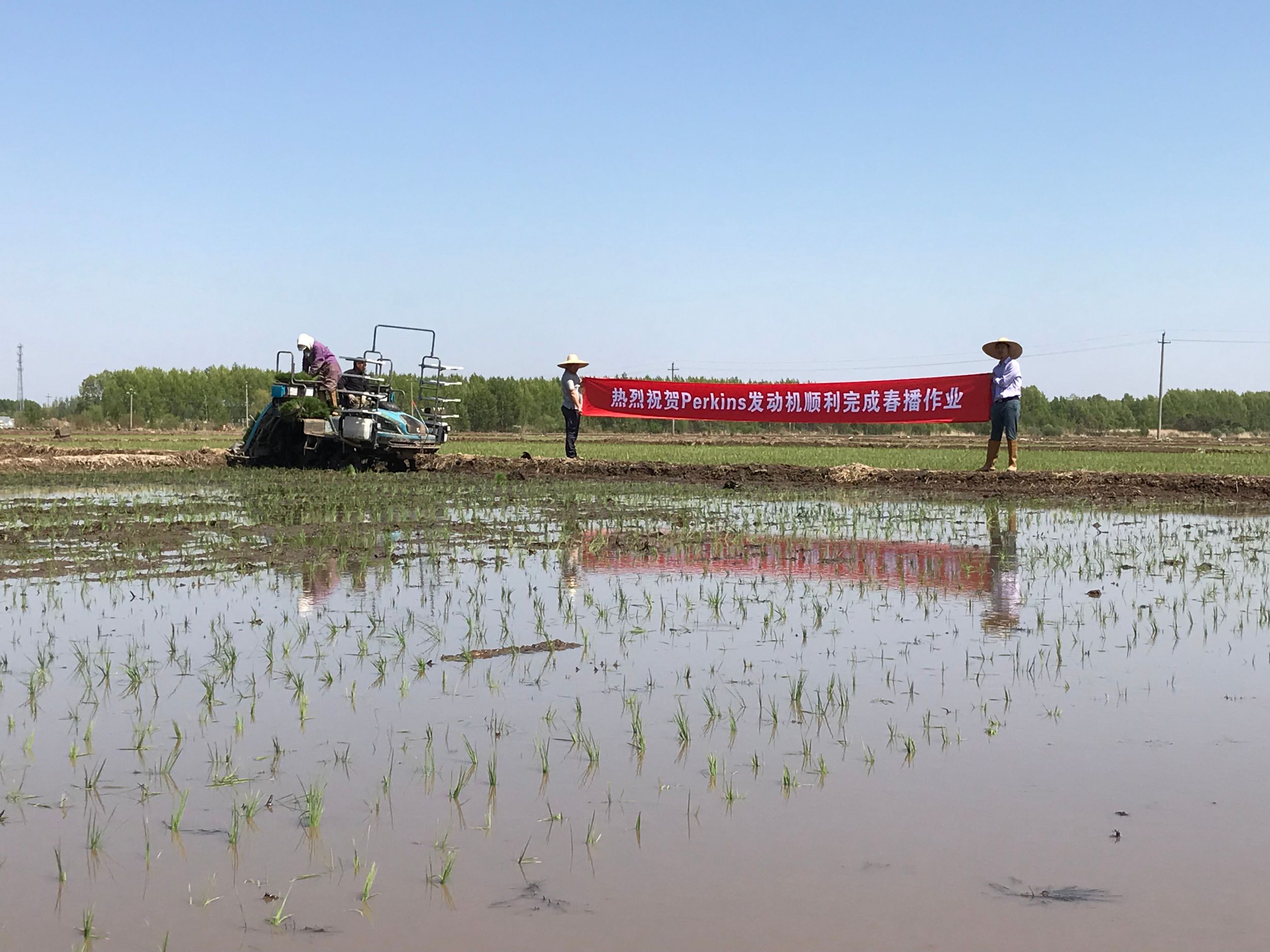 Winning the race on rice