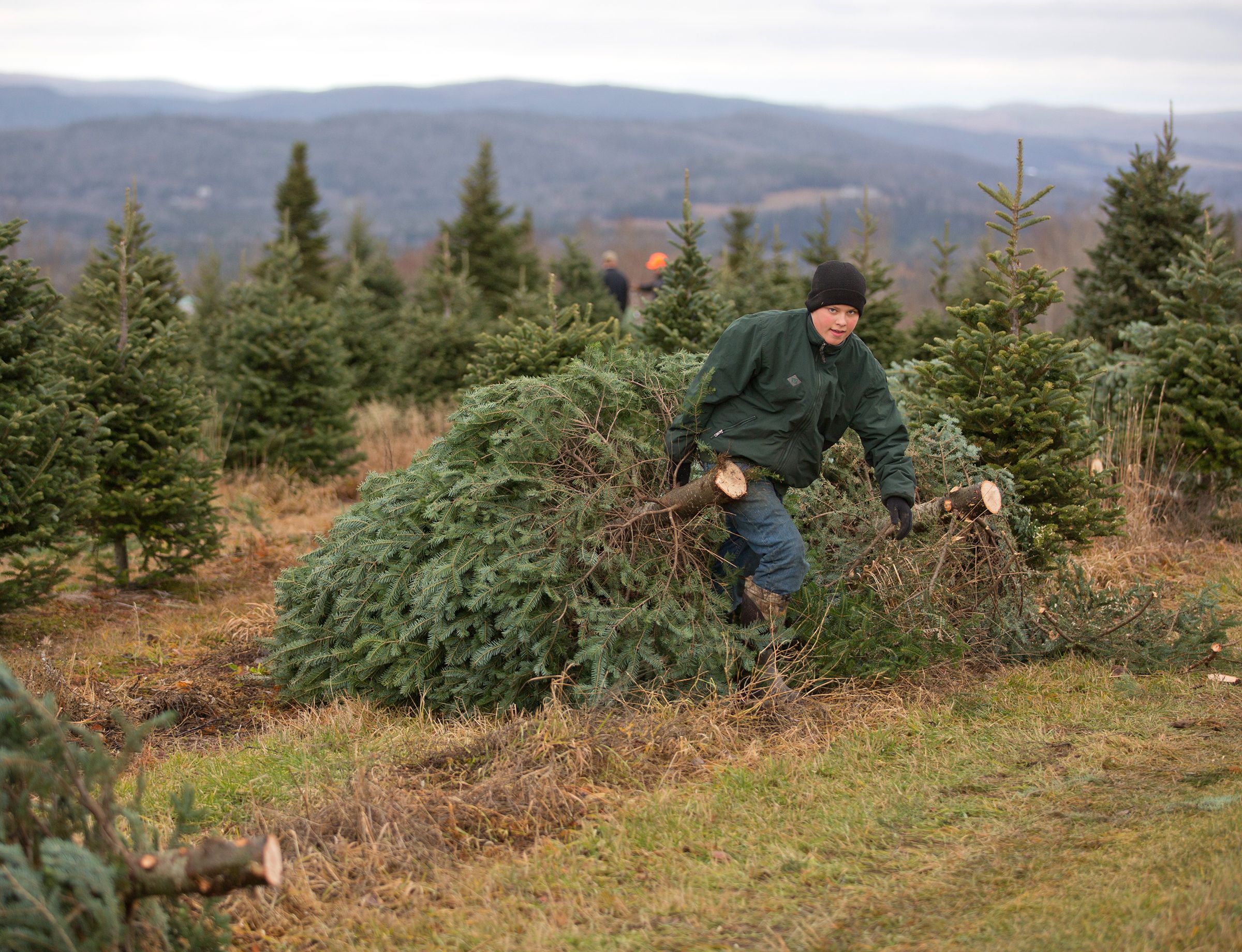 The 200-acre farm in New Canada, Maine produces roughly 7,000 Christmas trees annually.