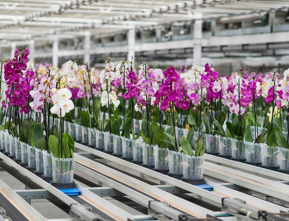 Cat® power solutions reduce costs for orchid expansion.