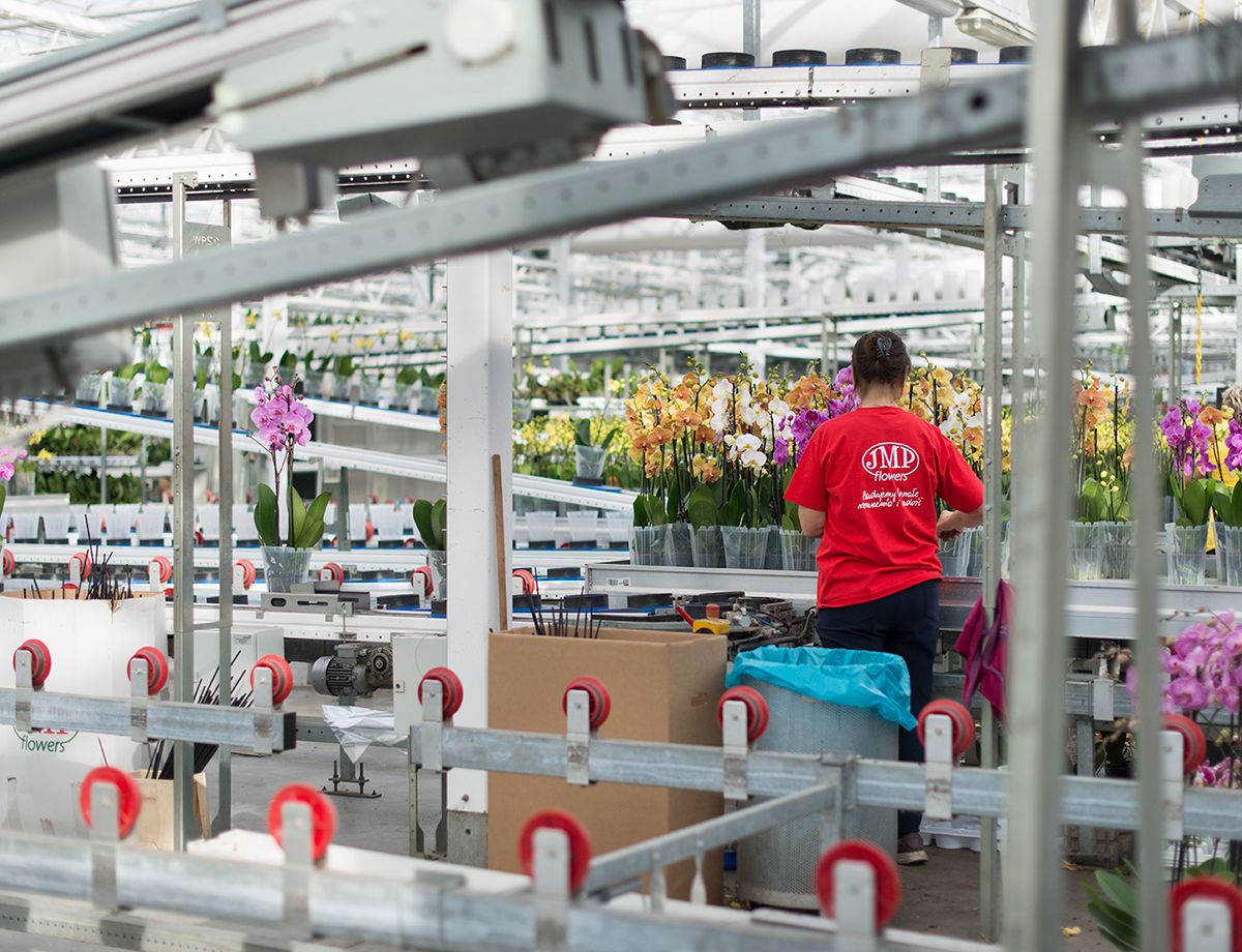 JMP grows over 135 different varieties of roses and anthuriums (sometimes known as laceleaf flower) and over 2,000 varieties of orchids.