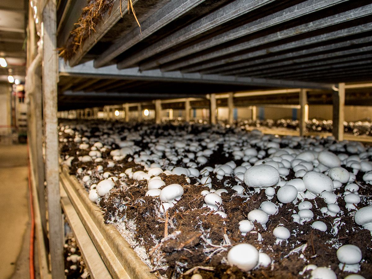 Highline Mushrooms