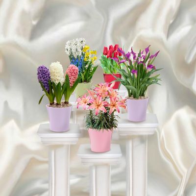Monthly Bulb Program