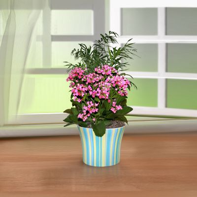 Summer Inspirations Plant Garden
