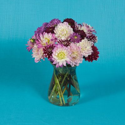 Vera Wang Dahlias