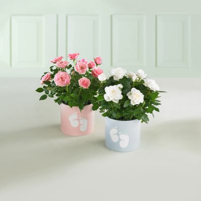 So Sweet Baby Feet Mini Rose Plant