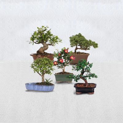 Bonsai of the Month Club