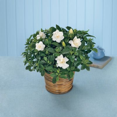 The FTD&reg; Scent of Gardenia? Planter