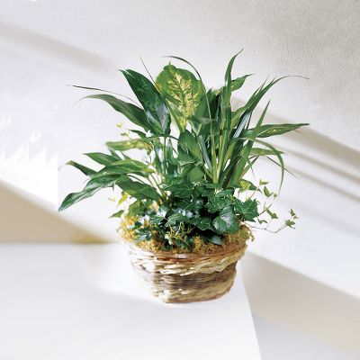 The FTD&reg; Exotic Assortment