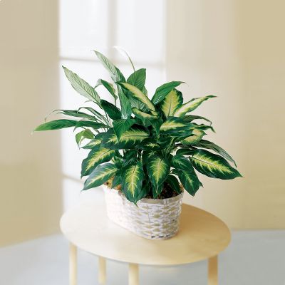 The FTD&reg; Spathiphyllum and Dieffenbachia