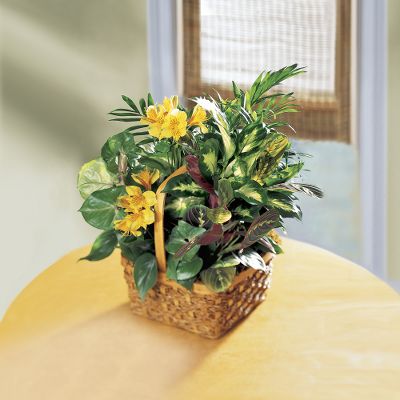 The FTD&reg; A Bit Of Sunshine? Basket