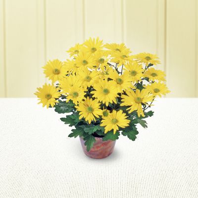 The FTD&reg; Daisy Chrysanthemum (Lg)
