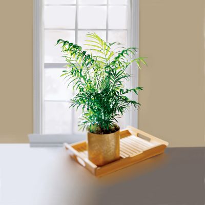 The FTD&reg; Palm