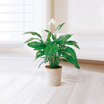 The FTD&reg; Peace Lily Plant