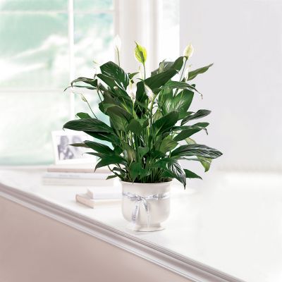 The FTD&reg; Comfort Planter