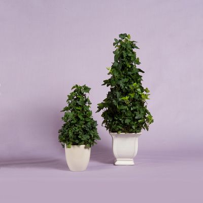 Vera Wang Ivy