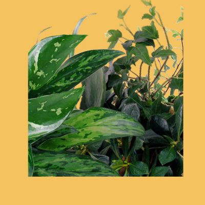 FTD&reg; Mixed Green Plants in a Basket