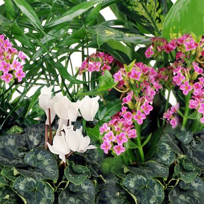The FTD&reg; Florist Designed Blooming and Green Plants in a Basket