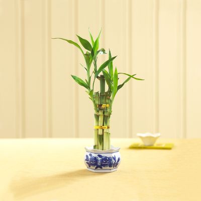 Lucky Bamboo