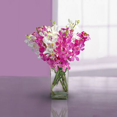 Violet Vision Orchids