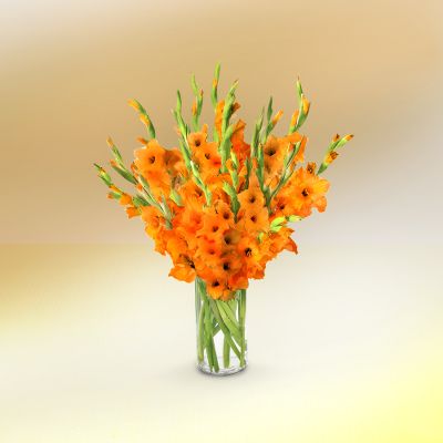 Reach for the Sky Gladiola Bouquet