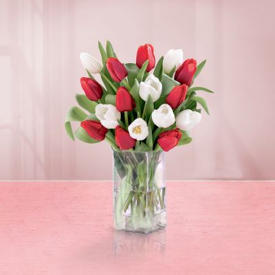 15 Stem Red and White Tulip Bouquet