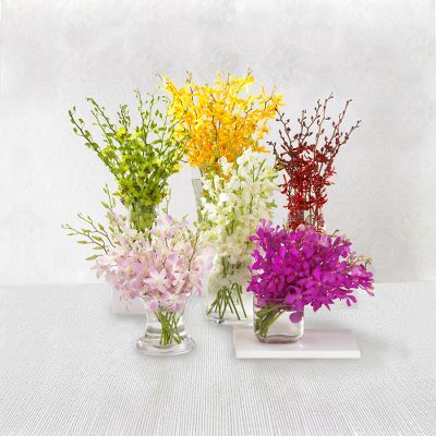 Monthly Orchid Plan