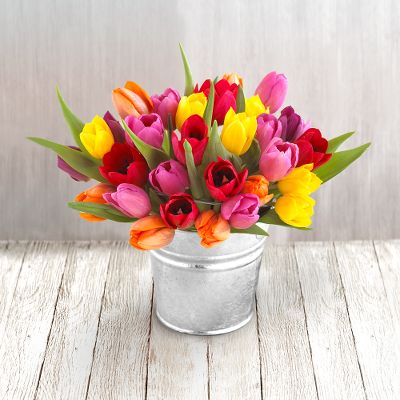 15 Tulips plus 15 FREE Tulips plus FREE Pail