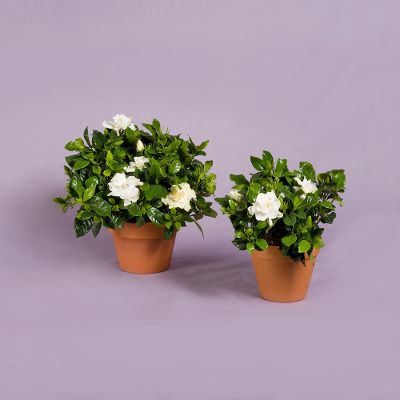 Vera Wang Gardenia
