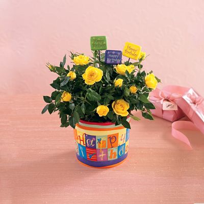 The FTD&reg; Happy Birthday Planter