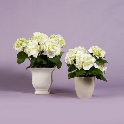 Vera Wang Hydrangea Plant