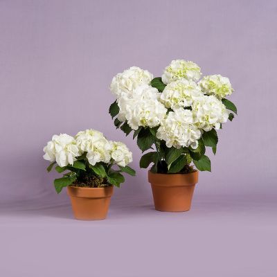 Vera Wang Hydrangea Plant