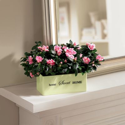 The FTD&reg; Home Sweet Home Planter