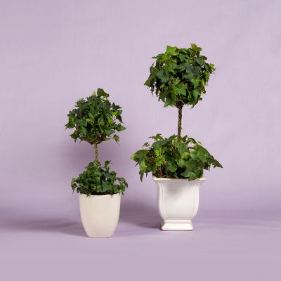 Vera Wang Ivy