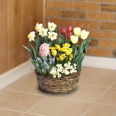Summer's Finest Assorted Bulbs