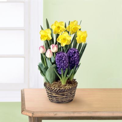 Ready to Grow Rainbow Basket of Bulbs