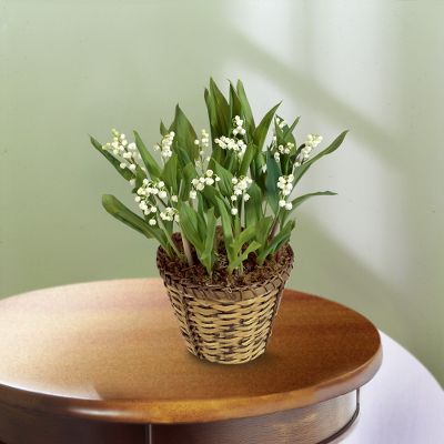 Wishes of Happiness Lily of the Valley Bulb Basket